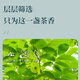 
Liyuan Three Treasures [Hot Sale] The King of Sugar Control Gift Box Qingqian Liucha Zhangjiajie City Soy Selling Three Highs Buy 60g
