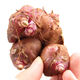 Yunnan yacon seeds are dug fresh red heart and yellow heart seedlings and bulbs are directly harvested from the fresh base. 3 Jin Jin is equal to 0.5 kg | Red heart yacon super sweet