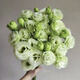 Kunming Lisianthus flower base direct hair indoor living room flower arrangement water for home bouquet gifts Yunnan direct batch random color Lisianthus + free grass 1 to 3 flowers with buds (no grass and preservative