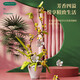 LEGO (LEGO) OSMANTHUS LILAC Bouquet assemblé Blocs de construction Phalaenopsis Girls Series Bonsai Decoration Ornements Toyments Cadeaux 2677 Éclairage + sac en papier