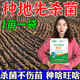 Zhonggu Nongkang (ZGNK) soil fungicide special for agricultural soil-borne diseases disinfection and sterilization soil anti-heavy crop dead seedling rot and root rot fungicide soil pathogen cleaner 1 bag small quantity is not enough