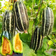 Bingtangzi melon, tooth-dropping melon seeds, cantaloupe seeds, four seasons garden spring and autumn fruits and vegetables, melon seeds G Bingtangzi melon 2 packs + free fertilizer