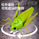 Chisen remote control electric grasshopper simulation toy model children's creative little boy and girl intelligent children's toys classic version - remote control ladybug red 9922+ snail upgraded version with another 24 electronics
