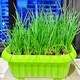 
[Shouhe] Shouguang Onion Seedlings with Root Seedlings Seedlings Chives Small Weekly Seeds Home Planting Balcony Garden Shouguang Onion Seeds 1050 Shouguang Onion Seeds Buy Five Free One Free Get