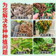 Zhonggu Nongkang (ZGNK) soil fungicide special for agricultural soil-borne diseases disinfection and sterilization soil anti-heavy crop dead seedling rot and root rot fungicide soil pathogen cleaner 1 bag small quantity is not enough