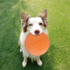 Zhenyou Pet Dog Toys Dog Training Frisbee Teeth-Resistant Bite-Relieving Artifact Bianmu Corgi Dog Supplies M Size Diameter 15cm