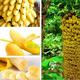 Dwarf Banana Tree Seeds Mini Banana Seeds 100PCS Rare Mini Fruit Exotic Garden Plants Mini Banana Seeds 200pcs