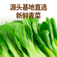 巴比 香菇菜包300g*2包 共12只早餐包子菜馒头生鲜面点 速食方便菜  