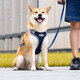 Star rudder Shiba Inu dog leash vest type harness explosion-proof small and medium-sized dog pet supplies dog leash dog walking rope Oxford cloth orange M (12-32Jin Jin equals 0.5kg)