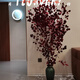 Apple eucalyptus dried flowers indoor living room office immortal flower base straight hair niche immortal apple eucalyptus leaves 100-130cm1 tied purple red