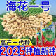 Peanut seeds Academy of Agricultural Sciences seed shelled original seed thin-skinned farmer sun-dried red-skinned raw peanuts Purity First generation Haihua No. 1 Net weight shipped 2Jin Jin equals 0.5 kg