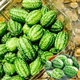 Thumb Watermelon Seed Thumb Watermelon can be planted in all seasons. Mini small watermelon seeds are potted fruits in all seasons. 1 Jin Jin is equal to 0.5 kg.