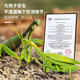 Fengxi пульт дистанционного управления Mantis Electric Simulation Toys Toys Douyin Artfact Artifact Boys Boys могут переместить животных с пауками [классическая версия - пульт дистанционного управления божьей коровки] Красная модель 9922+ Официальный стандарт улитки.