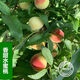 Taiwan Agriculture Pfirsichbaumsämlinge, Pfirsichfruchtsamen, im Norden und Süden mit Erde gepflanzt und Blätter für 13 Jahre altes Geschäft 3einhalb Jahre Sämlinge Pfirsich 738 111 cm (inklusive) -140 cm (inklusive) (inklusive) (inklusive) (inklusive)