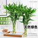 Shuzhimei Hydroponic Green Plant Lucky Bamboo Hydroponic Plant 10 Lucky Bamboo Plants About 70-80cm High - Bottle Not Included Straight from the Source