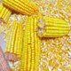 High-quality corn kernels for feeding ducks and pigeons, whole corn kernels, full kernels, low-priced dry corn for breeding and raising chickens, new corn 805 grams, clean, nationwide express delivery to towns and villages
