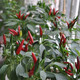 Chaotian pepper seeds, super spicy millet pepper, early maturing pepper seeds, balcony potted plants, sowing farm vegetable seeds for all seasons, two packs of Chaotian pepper seeds