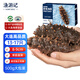 Fishing Travel Notes Ready-to-eat sea cucumber Dalian sea cucumber 500g Liao sea cucumber dry sea cucumber 13-17 pieces/Jin Jin equals 0.5 kg