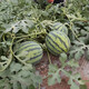 Meidu watermelon seeds, disease-resistant, thin-skinned, crack-resistant, sweet, crispy, red flesh, super 8424 Jingxin round watermelon seeds, 1000 grains, large package, disease-resistant Meidu, 2 bags