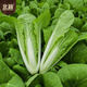 Beishu Pakchoi Seeds Four Seasons Fast-growing Family Balcony Vegetable Seeds Four Seasons Cream Pakchoi Seeds 20g