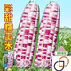 Super sweet colorful waxy corn seeds, high yield in the field, sweet and waxy corn seeds in all seasons, early maturing, colorful and sticky corn seeds, colorful sweet waxy corn seeds 1+1, original hardcover 2 packs, colorful sweet waxy corn seeds+