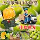 Yan Manqing Rock Sugar Orange Yunnan Authentic Ailao Mountain Rock Sugar Orange Fresh Fruit Hand-Peeled Jelly Sweet Orange Seasonal 5 Jin Jin equals 0.5 kg Preferred Fruit Single fruit 65-75mm Net 4.5 Jin Jin equals 0.5 kg