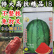 High-resistant high-quality 18 watermelon seeds, no pruning, no forking, extra large resistance to heavy cropping, sweetness level 14, lazy man watermelon seeds 50g original high-resistant high-quality 18 3 cans