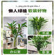 Shuzhimei Hydroponic Green Plant Lucky Bamboo Hydroponic Plant 10 Lucky Bamboo Plants About 70-80cm High - Bottle Not Included Straight from the Source