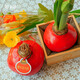 Wax-sealed amaryllis imported seed bulbs for home decoration and gifts. Flowers bloom naturally without soil and fertilizer. Large balls in gift box, red double petals, red smooth balls*1(36/38)