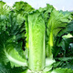 Shouhe Tianjin green hemp leaf cabbage seeds winter storage vegetable seeds field planting high pile long summer and autumn green cabbage mussels Qisong Tianjin green hemp leaf cabbage seeds 10gx2 bags