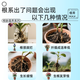 Dewoduo powerful plant rooting solution 50ml gardening cuttings strong seedlings and roots universal hydroponic soil culture flower and green plant nutrient solution