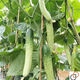 Hybrid sweet crispy king cucumber seeds old variety high yield dry cucumber seeds season spring and summer fruit and vegetable seeds hybrid sweet crispy king original 1 pack (about 50 pieces)