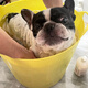 Dog bath barrel, dog bath tub, medicated bath bath tub, pet bath barrel, dog bath tub supplies, Teddy French Bulldog, small dog, ordinary small yellow, no drain outlet 7Jin Jin is equal to 0.5kg within