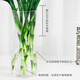 Shuzhimei Hydroponic Green Plant Lucky Bamboo Hydroponic Plant 10 Lucky Bamboo Plants About 70-80cm High - Bottle Not Included Straight from the Source