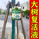 LDVEP large tree nutrient solution hanging needle bag tree resurrection liquid hanging needle liquid fruit tree transplantation survival strong rooting potion regeneration buy 3 get 2 free 200% survival rate 5 bags