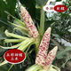 National Approval Super Sweet Colorful Waxy Corn Seeds Flowery Waxy Corn Seeds Colorful Cloud Sweet Waxy Corn Farmers High Yield National Approval Colorful Waxy Corn Seeds 1 Pack About 50 Grains