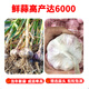 Special Garlic Seed 2025 New Variety Purple Skin Garlic Seed Garlic Seedling Seeds Space Garlic Shandong High Yield Garlic Seeds 50g Garlic Cloves Four Resistances and Double Highs Keep Seeds for Three Years
