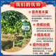 LDVEP large tree nutrient solution hanging needle bag tree resurrection liquid hanging needle liquid fruit tree transplantation survival strong rooting potion regeneration buy 3 get 2 free 200% survival rate 5 bags