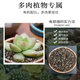 Succulent soil special nutritional soil fleshy granular soil plant planting soil paving stone leaf insert household peat soil large bag 50% granular succulent soil 10Jin Jin is equal to 0.5 kg