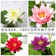 Artificial flower lotus for the Buddha, lotus flower for the Buddha, artificial flower decoration, small ornaments, bonsai silk flower, Guanyin flower Buddha stand, 2 small porcelain vases plus 2 bunches of pink, no smell