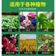Potassium sulfate 171717 Compound Fertilizer Store Yunnan Corn Rice Melons Fruits and Vegetables General 10 Jin Jin is equal to 0.5 kg, the effect is doubled
