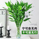 Shuzhimei Hydroponic Green Plant Lucky Bamboo Hydroponic Plant 10 Lucky Bamboo Plants About 70-80cm High - Bottle Not Included Straight from the Source
