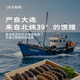 Fishing Travel Notes National Standard 11 times foaming Dalian light dried sea cucumber net weight 50g 8-15 pieces family size straight from the source