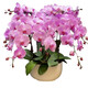 New Year Flower Phalaenopsis Potted Spring Festival New Year Ornaments Flowers Indoor Plants Good for All Seasons Decorative New Year Flowers 5. Purple Wind Chime (delivered with foil sword) free of fertilizer, pot not included