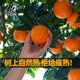 Jinxian Fruit Sichuan Ehime Nr. 38 Gelee-Orange Frisches Obst Orange Saisonal gepflückte Zitrusfrüchte Handgeschälte Orange Orange Empfehlung des Filialleiters Ehime-Gelee-Orange Nettogewicht 8Jin Jin entspricht 0,5 kg / einzelne Frucht 80 mm+