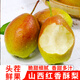 京鲜鲲山西红香酥梨 新鲜水果 酥梨现摘水果脆甜梨子生鲜 5斤活动装（净重4.5斤）