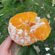 趣鲜语正宗江西赣南脐橙新鲜甜橙【当天发货】时令当季孕妇水果手剥鲜橙 10斤【当季新鲜现摘单果160-180克】净重9斤