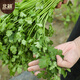 Northern vegetable big-leaf coriander seeds four-season potted old varieties home-grown vegetable seeds big-leaf coriander seeds 600 capsules x 2 packs