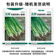 Beishu Four Seasons Chive Seeds Green Onion Seedlings Home Planting Potted Vegetable Seeds Four Seasons Chive Seeds 1000 capsules
