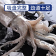 Yunchu Life Big Squid Whole Extra Large Fresh Fresh Frozen Squid Teppanyaki BBQ Hot Pot Ingredients Net Weight 7-8 Liang/Piece*2